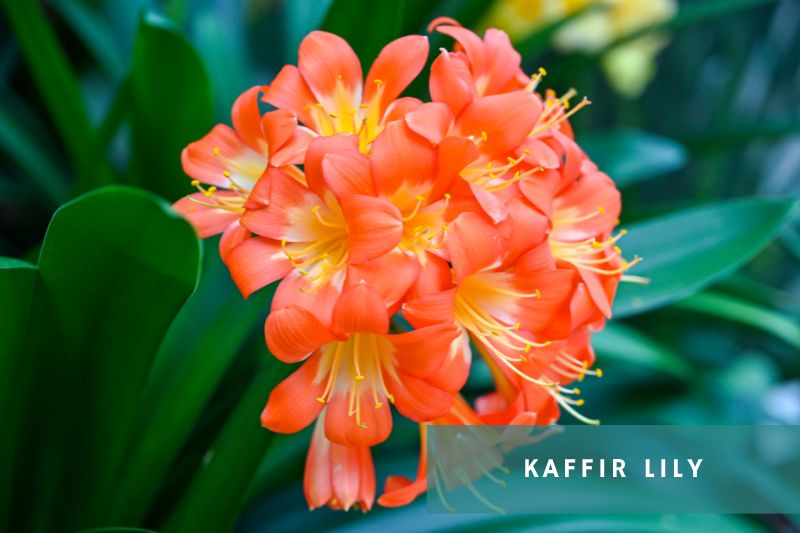 orange flowering kaffir lily