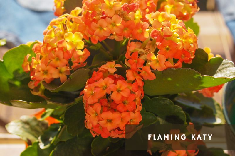 orange flowering kalanchoe