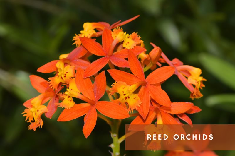 reed orchid with orange flowers