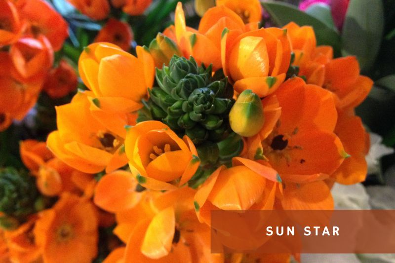orange flowering sun star