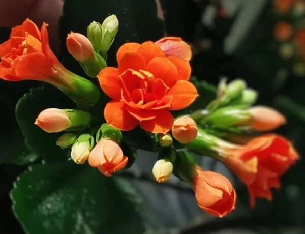 kalanchoe with orange flowers