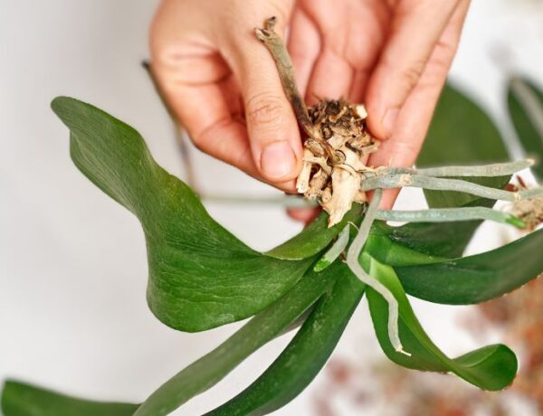 orchid plant roots
