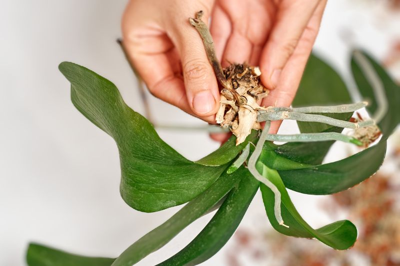 what-does-root-rot-look-like-on-houseplants-and-how-can-you-treat-it