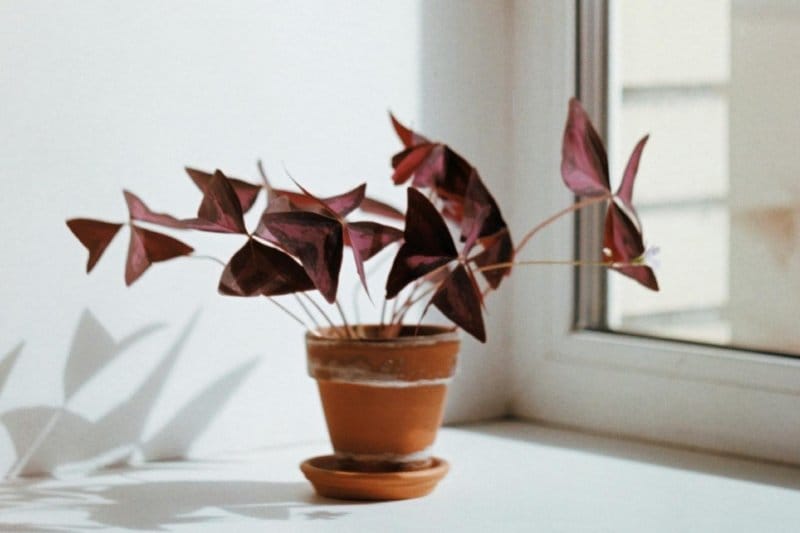 Terracotta-potted Purple Shamrock in soft morning light, leaves folded like resting butterflies