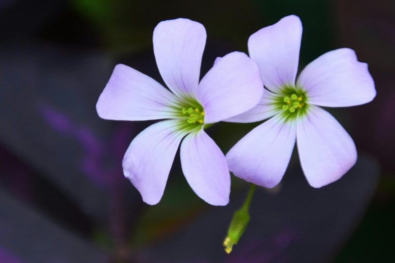 Close-up of two lilac-pink Oxalis triangularis flowers against a dark background