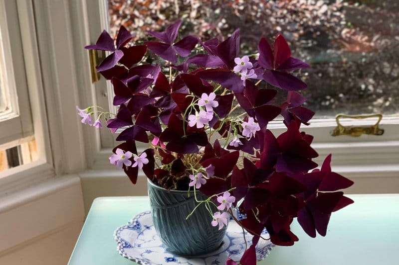 Purple Shamrock (Oxalis triangularis) with deep-purple triangle leaves and pale-pink blooms on a windowsill