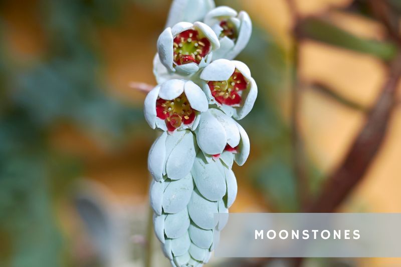 flowering moonstone succulent