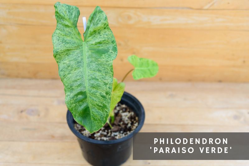 paraiso verde philodendron variety