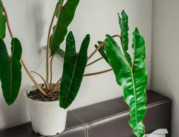 philodendron billietiae