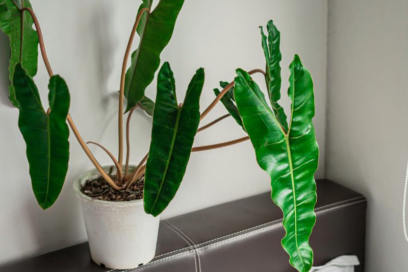 Philodendron Billietiae (Billie): Care, Maintenance & Propagation ...