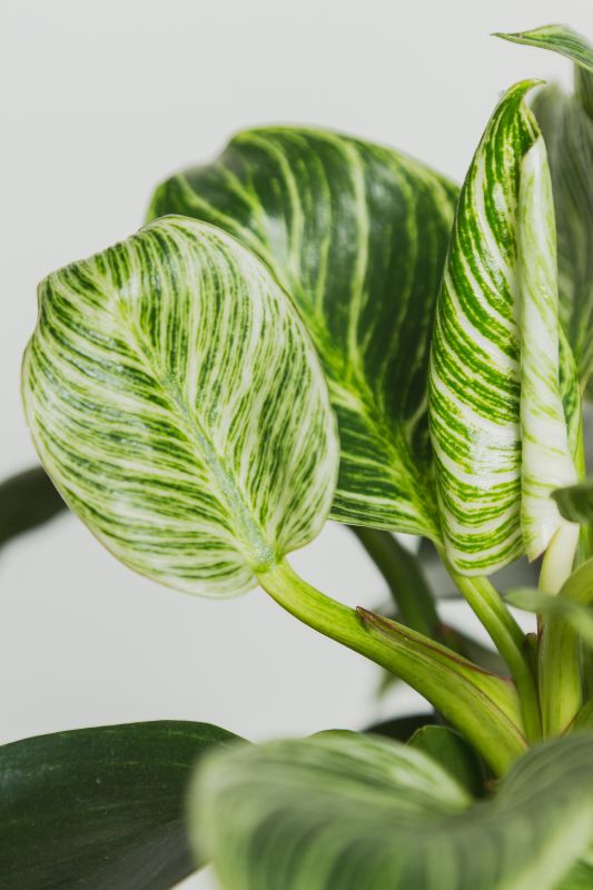 philodendron birkin leaves