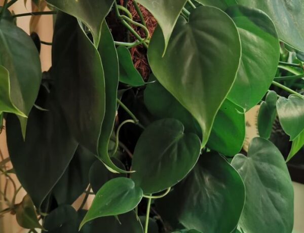 Philodendron hederaceum closeup