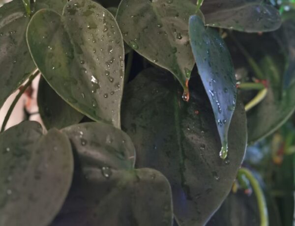 heartleaf philodendron leaves with water droplets on them