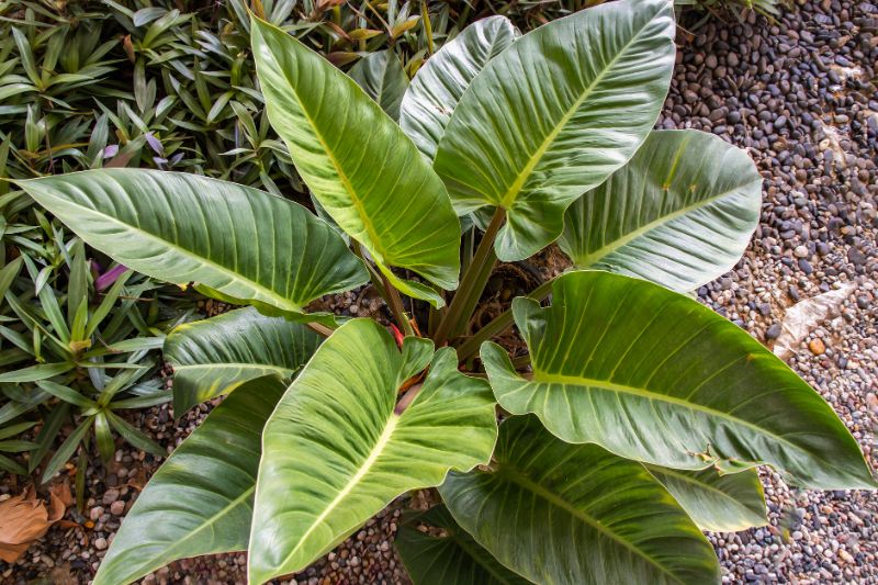 philodendron melinonii growing outside