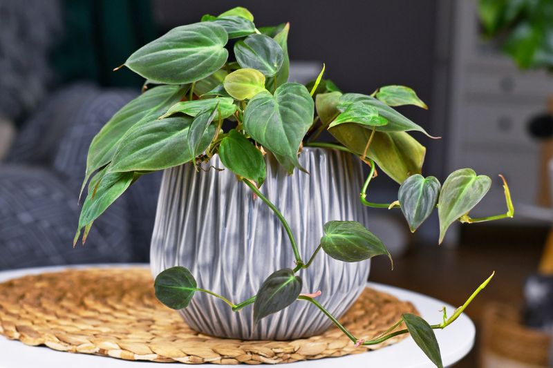 philodendron micans on a table