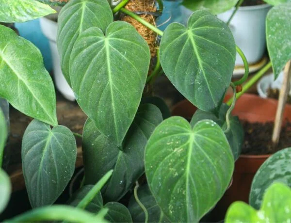 philodendron micans leaves on a pole