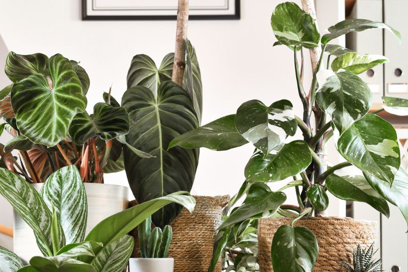 Philodendron Varieties: 27 Distinct Types to Enhance Your Living Space ...