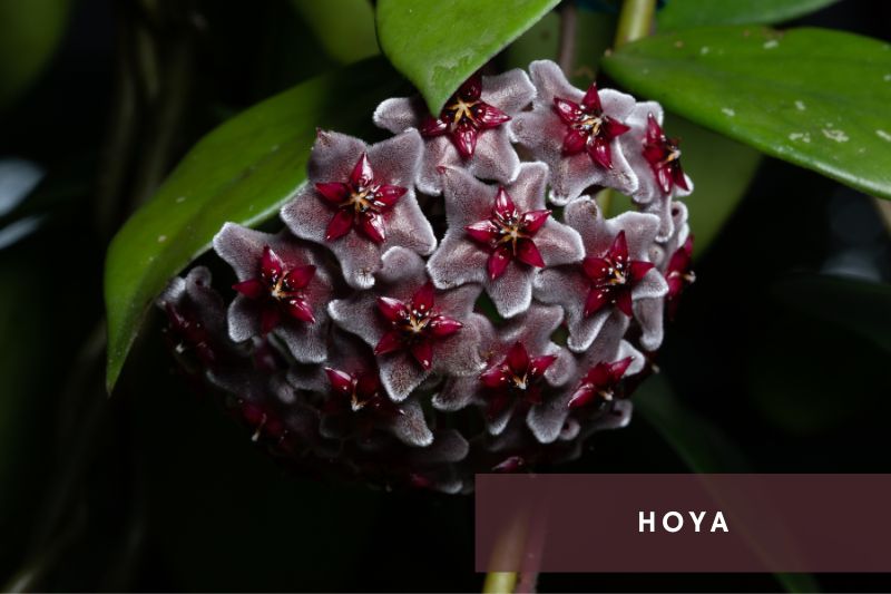 dark purple hoya flower
