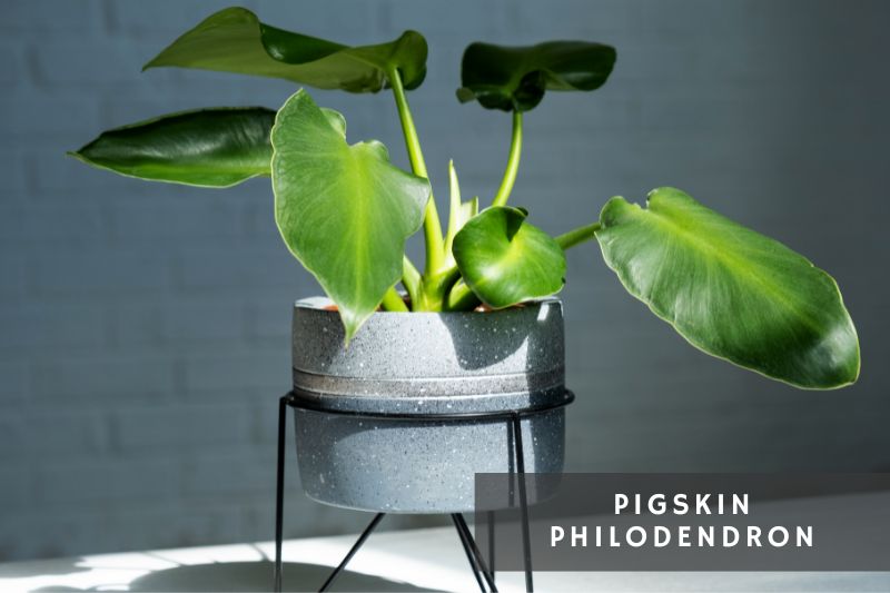 pigskin philodendron variety