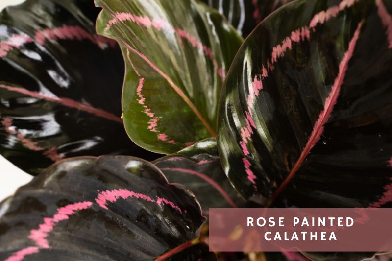rose painted calathea