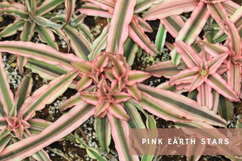pink variegated earth star