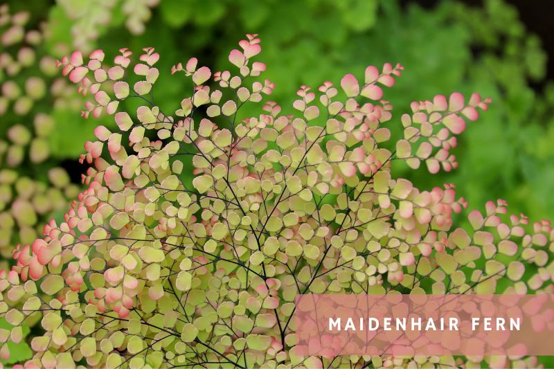pink maidenhair fern