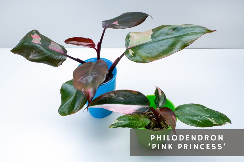 pink princess philodendron variety