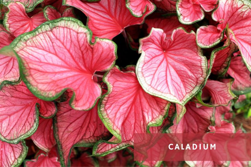 caladium with pink leaves and green edges