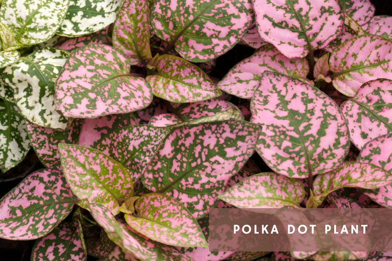 polka dot plant with pink leaves