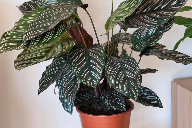 pinstripe calathea mature plant