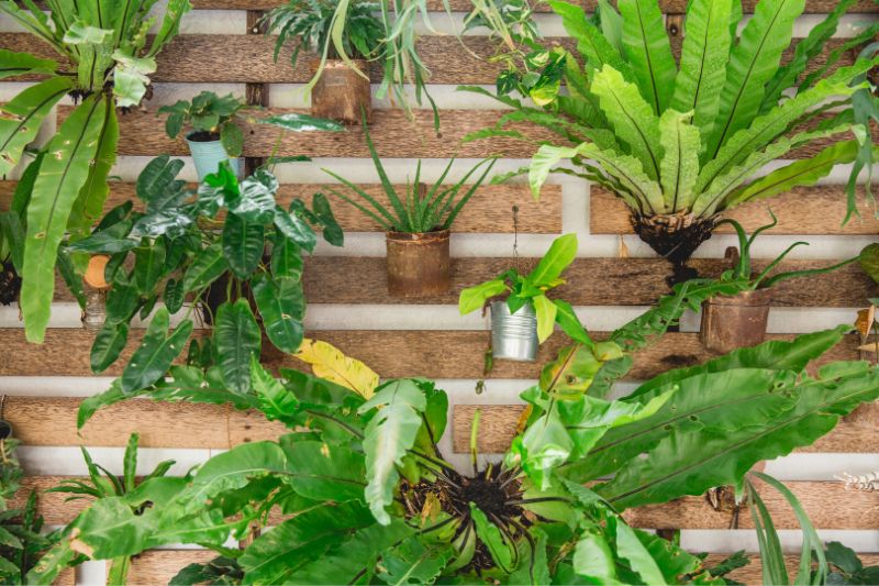 different plants attached to a DIY wall, made of wood