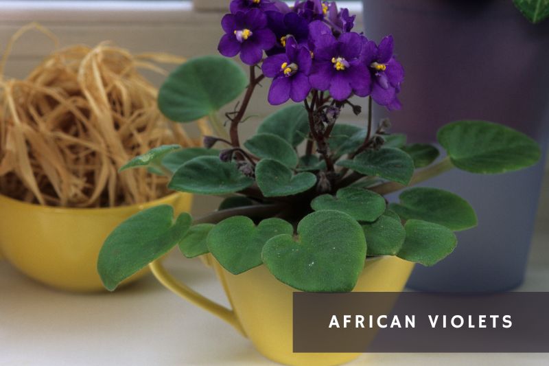 african violets