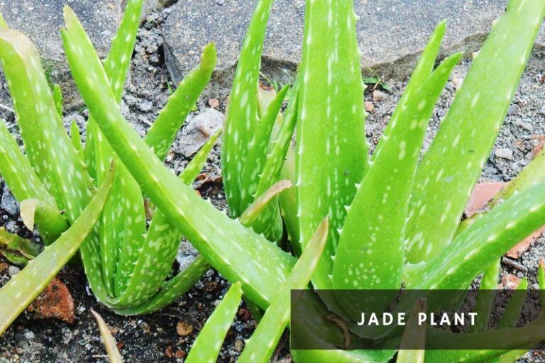 Plants for Shallow Pots 18 Picks for Compact Planters Apartment Buds