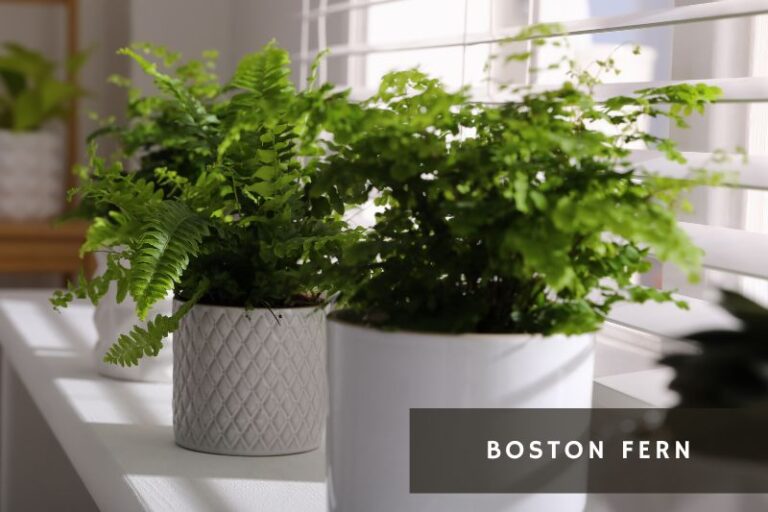 Plants for Shallow Pots 18 Picks for Compact Planters Apartment Buds