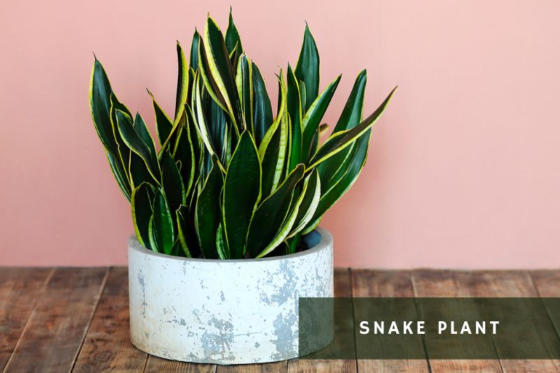 snake plant