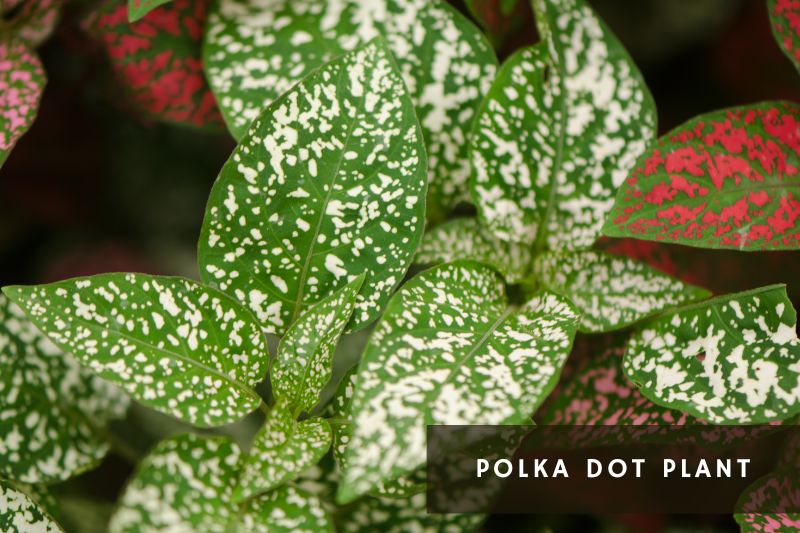 polka dot plant with spotted leaves