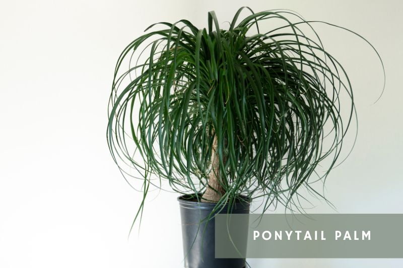 ponytail palm