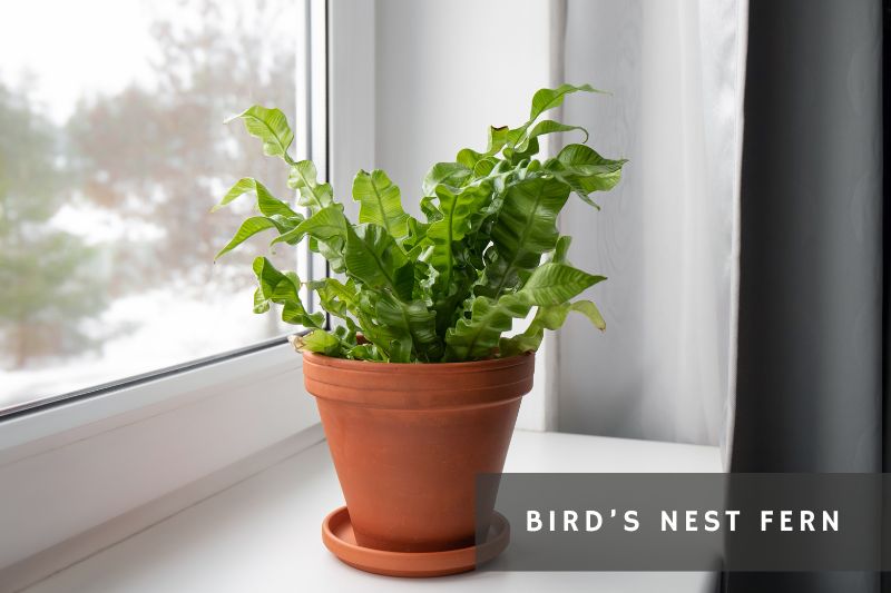 birds nest fern near a window