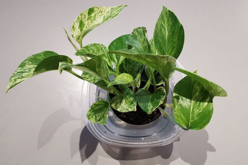 marble queen pothos in a container with water for bottom watering