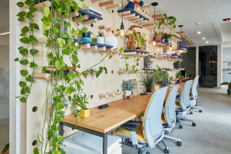 pothos handing from the wall over desks