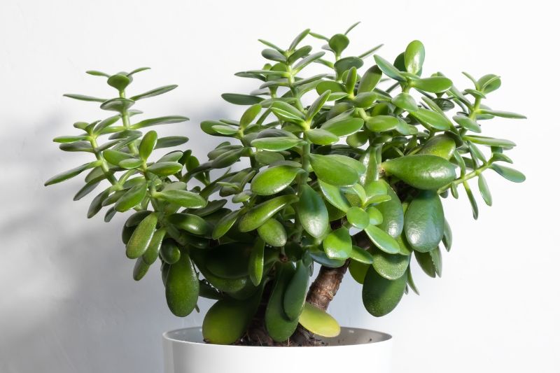 jade plant in a white pot