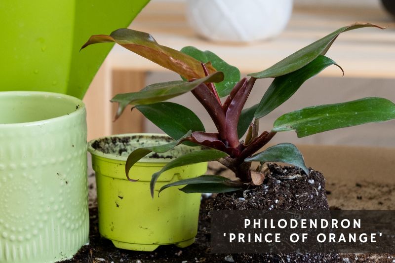 prince of orange philodendron variety
