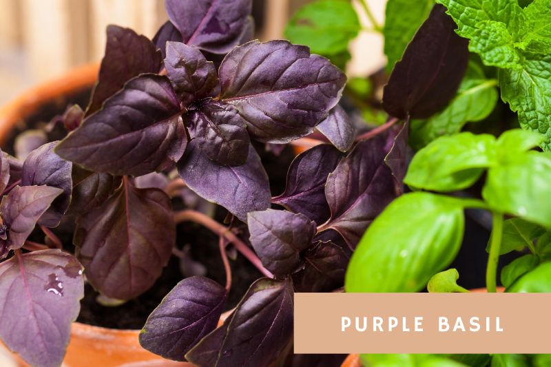 purple basil near common basil