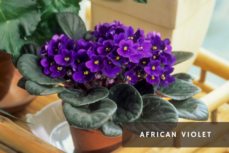 purple flowering african violet