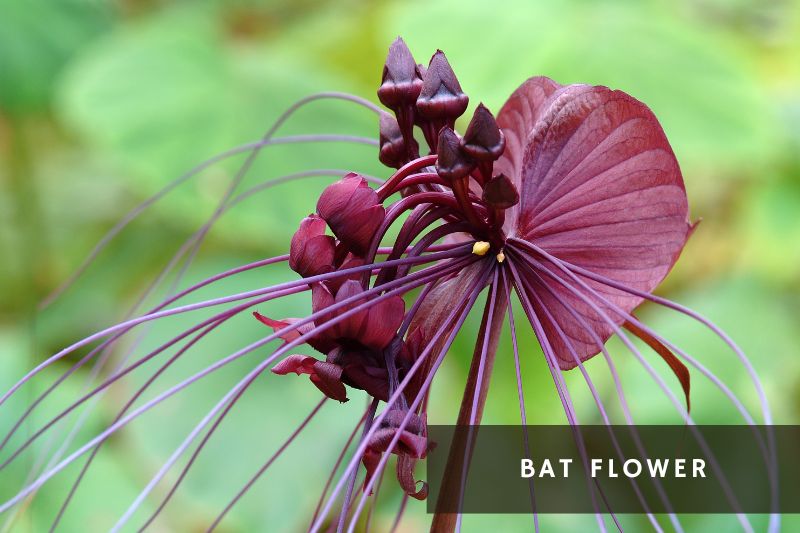 purple flowering bat flower