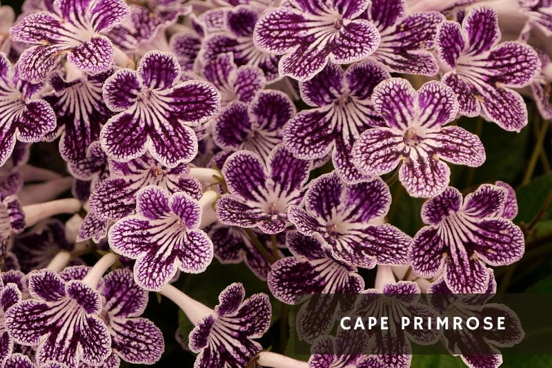 purple flowering cape primrose