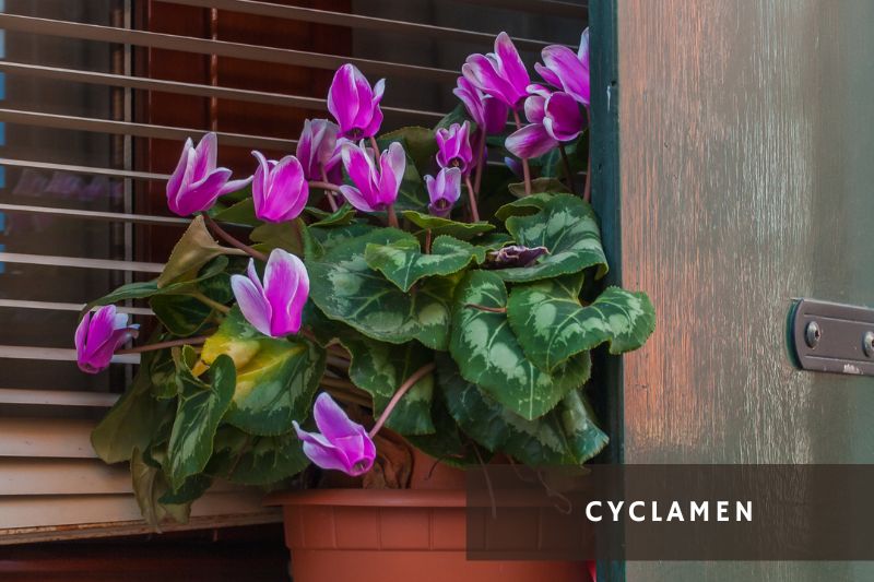 purple flowering cyclamen