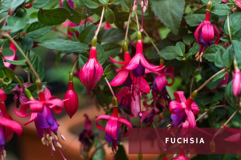 purple flowering fuchsia