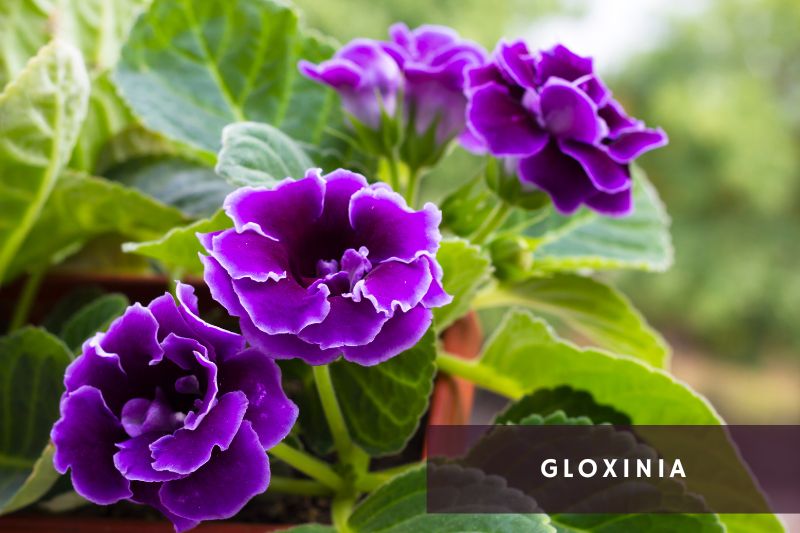 purple flowering gloxinia