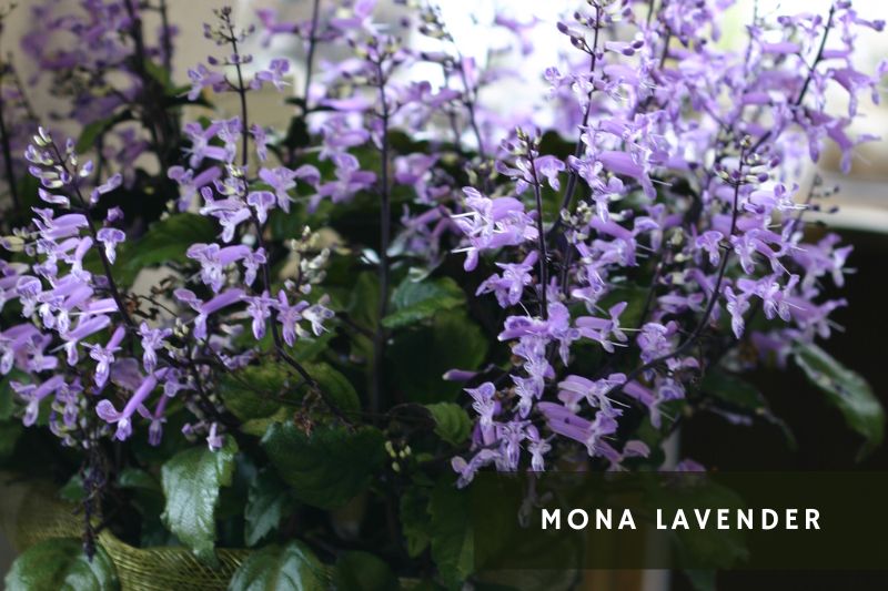 purple flowering mona levender cultivar